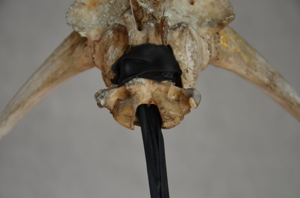 Cribellum, 113 × 27 × 20 cm, leather, bones, epoxy, 2022